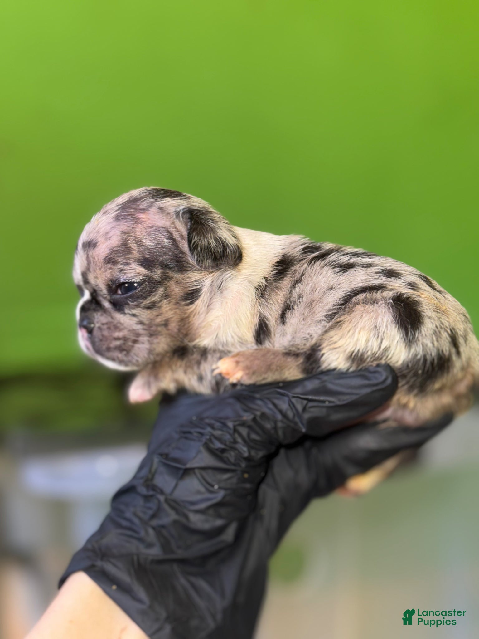 French Bulldog dogs French Bulldog Puppy 1 - Ad 1
