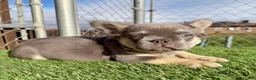 French Bulldog dogs for sale:  Rocky 🩶 Rare Lilac Tan Fluffy in LA, CA - USA DELIVERY OPTIONS! - Ad 19