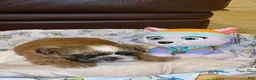 Shih Tzu dogs for sale: "Twin A" Shih Tzu Puppy 3 - Ad 3