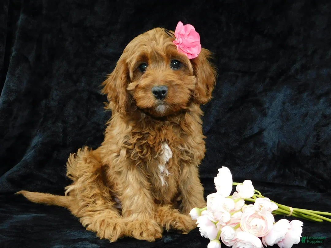 Cavapoo dogs for sale: Princess - Ad 6