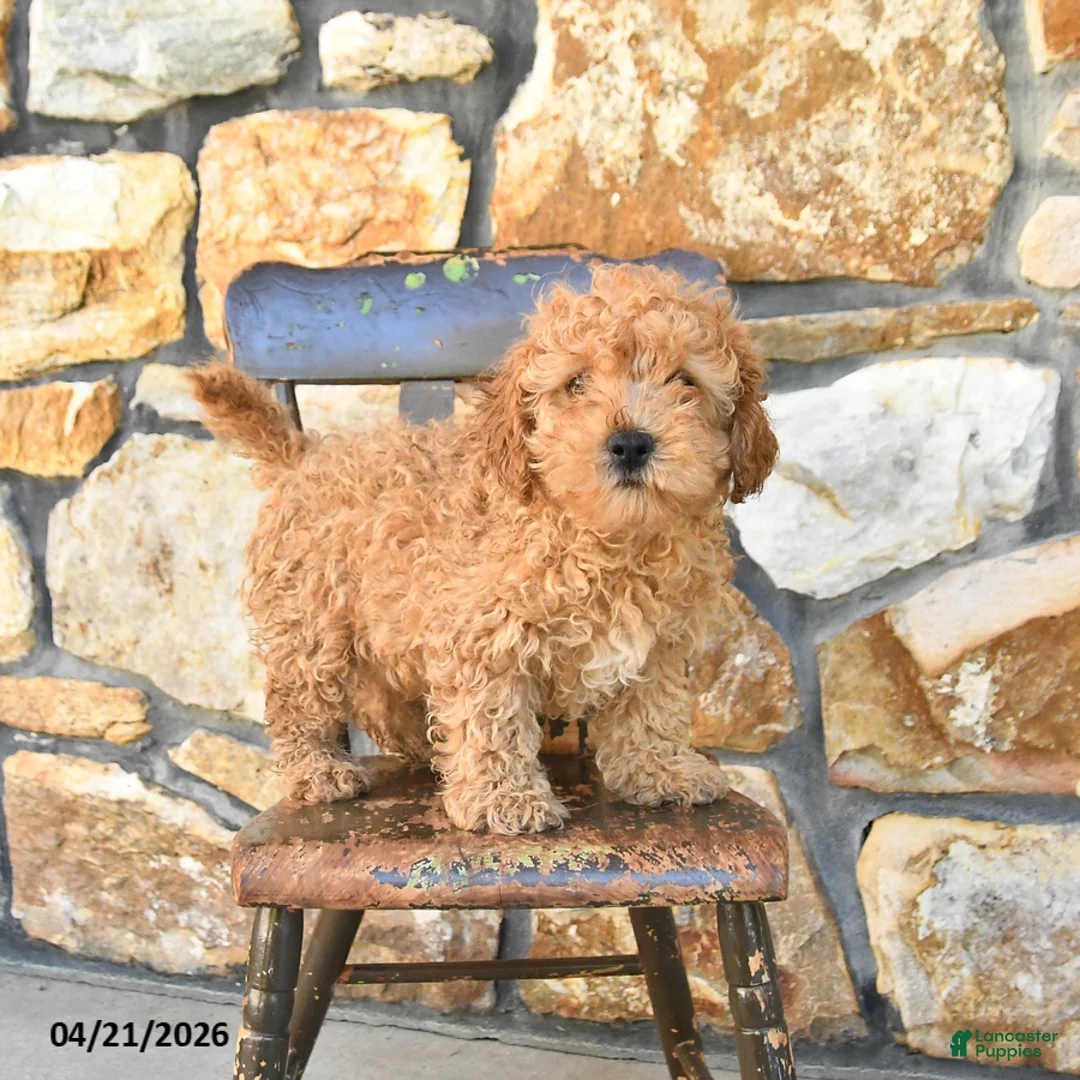 Cockapoo dogs for sale: Teddy - Ad 3