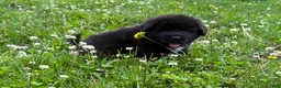 Tibetan Mastiff dogs for sale: Alfie - Ad 1