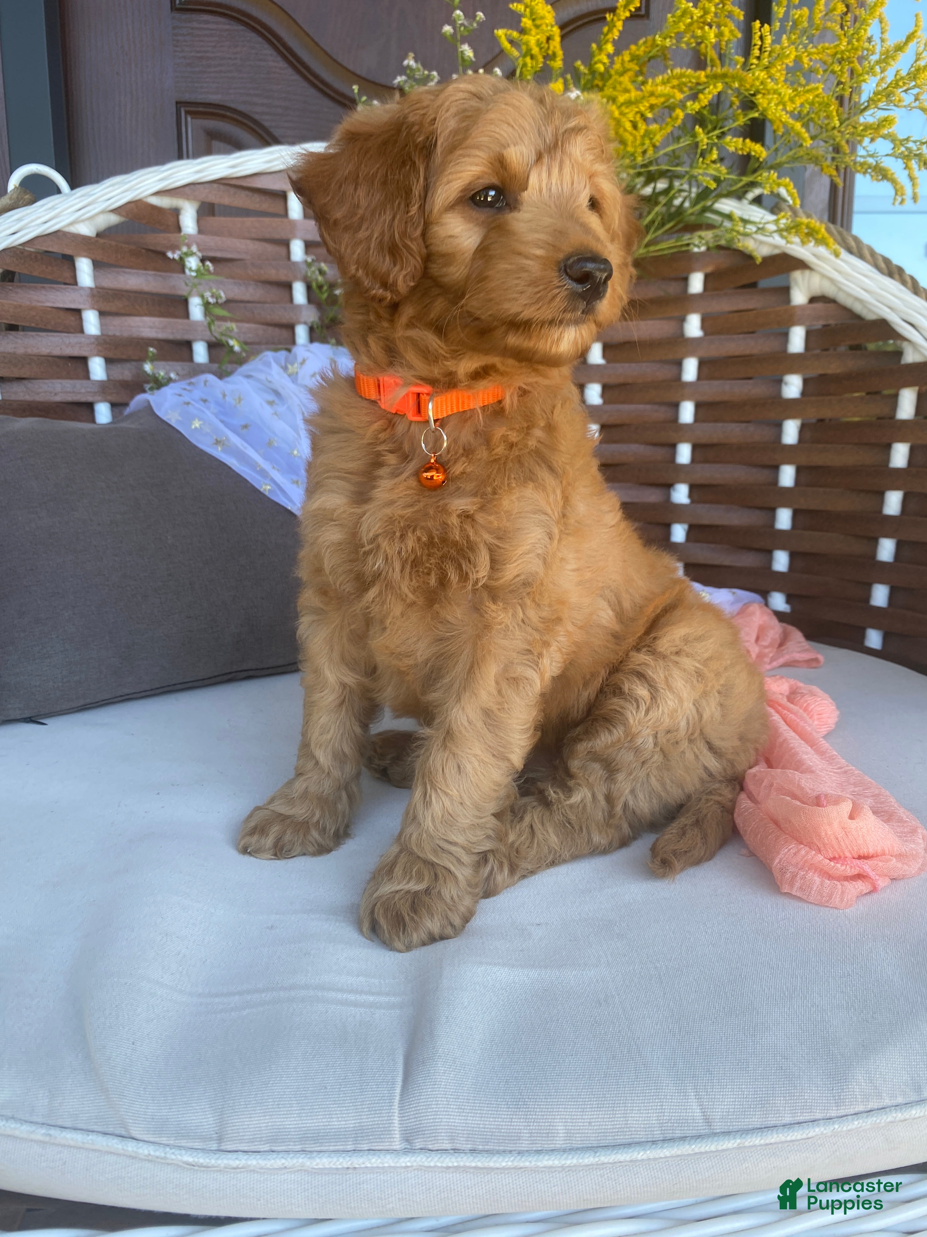 Miniature Labradoodle dogs Zoe - Ad 2