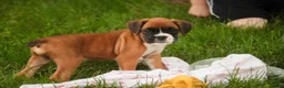 Boxer dogs for sale: Skye - Ad 9