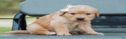 Golden Retriever dogs for sale: Arlo ACA Golden Retriever Pup - Ad 5
