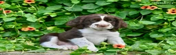 English Springer Spaniel dogs for sale: Simba - Ad 5