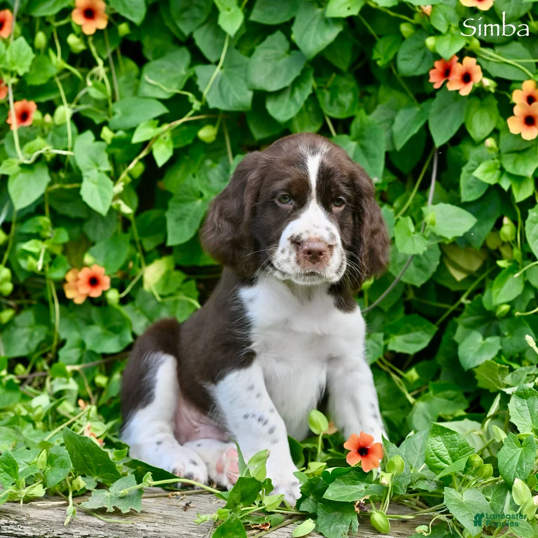English Springer Spaniel dogs for sale: Simba - Ad 5