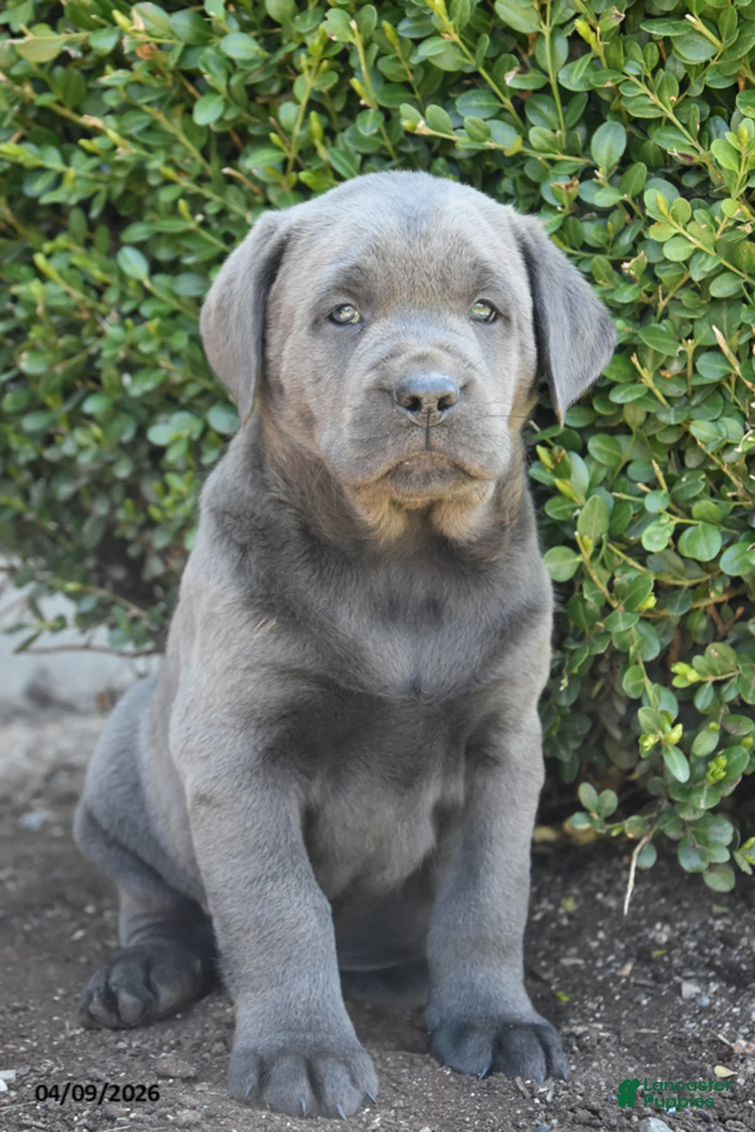 Labrador Retriever dogs for sale: Matt - Ad 2