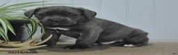 Cane Corso dogs for sale: Gallant - Ad 2