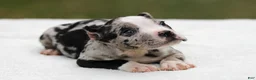 American Bully dogs for sale: Black Merle Female - Ad 3