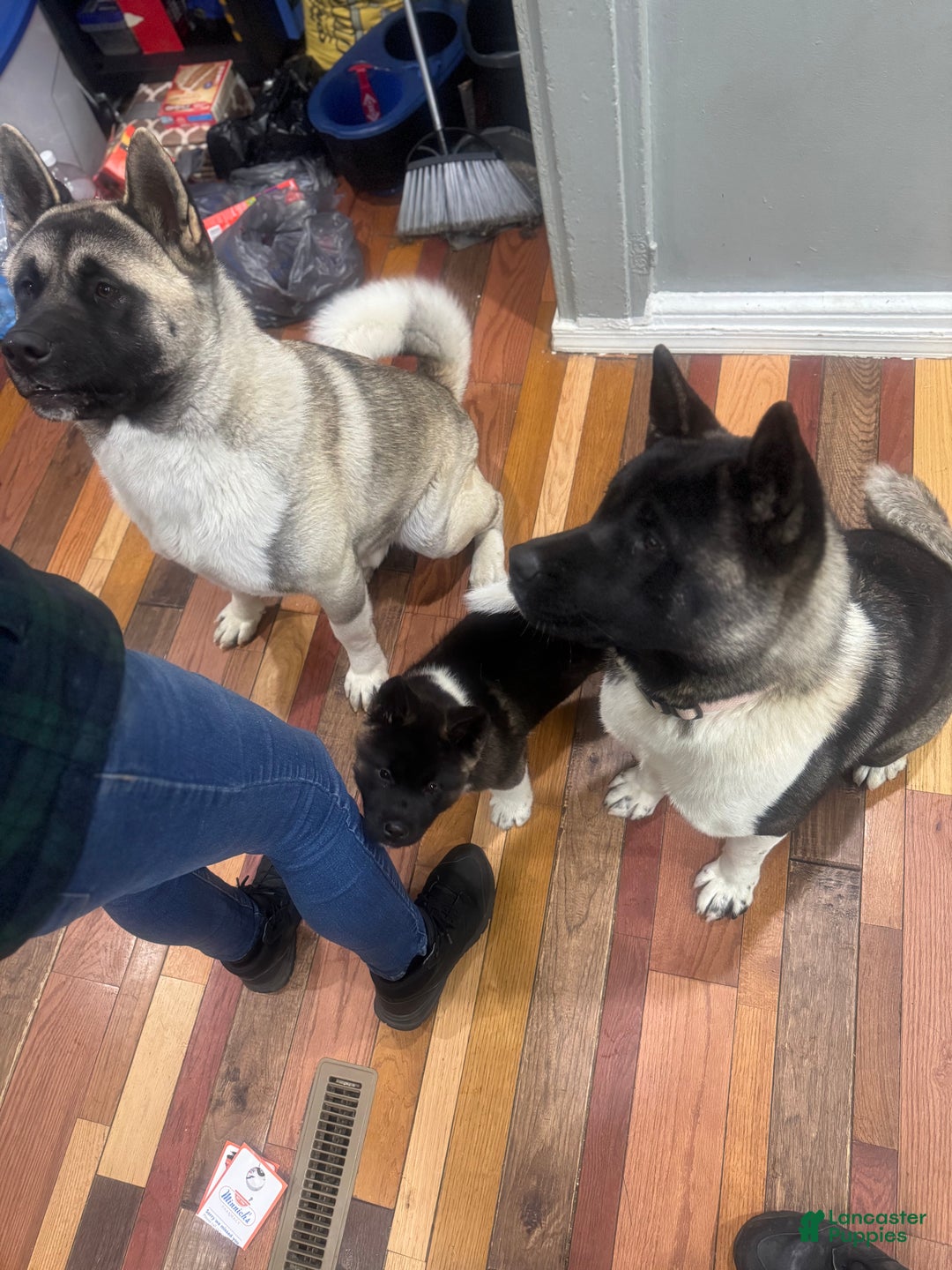 Akita dogs for sale: Akita Puppy 1 - Ad 5
