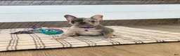 French Bulldog dogs for sale: Janie - Ad 3