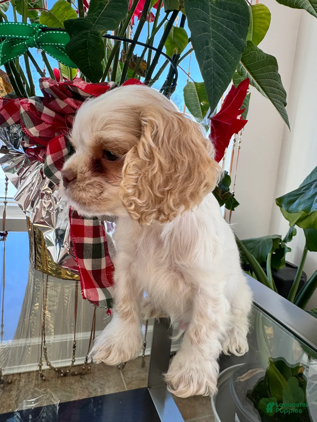 Cocker Spaniel dogs for sale: Benny - Ad 3