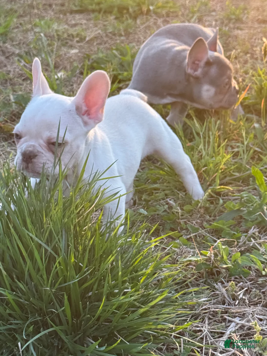 French Bulldog dogs for sale: Diesel - Ad 1