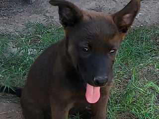 Mixed Breed dogs - Ad 6