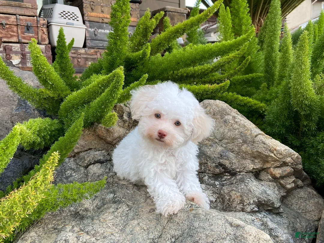 Maltipoo dogs for sale: Klondike - Ad 3