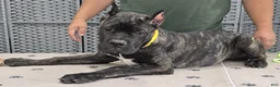 Cane Corso dogs for sale: Yellow Girl  - Ad 6