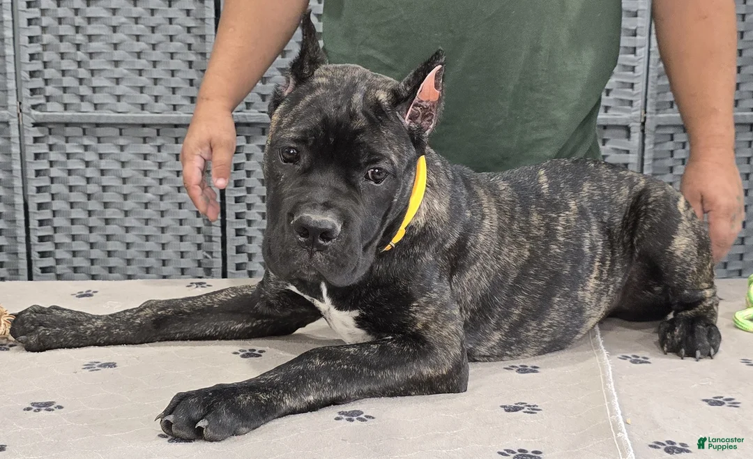 Cane Corso dogs for sale: Yellow Girl  - Ad 6