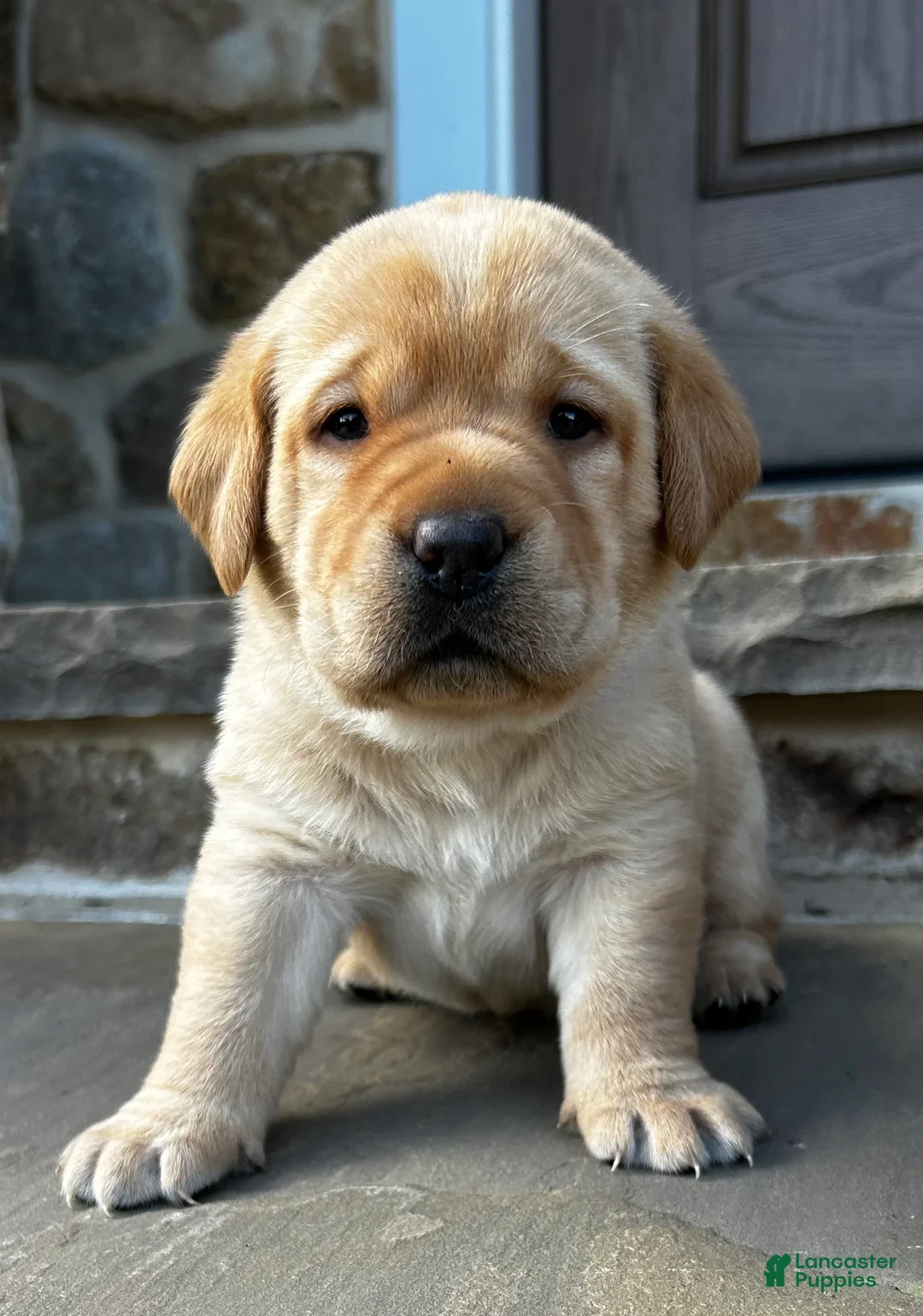 Labrador Retriever dogs for sale: Natasha - Ad 1