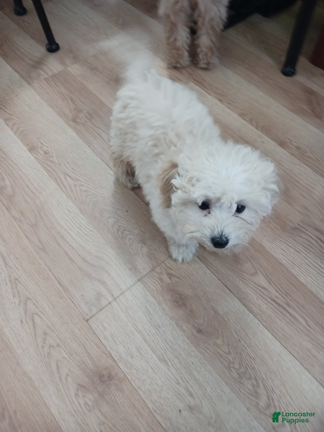 Toy Poodle dogs for sale: Charlie - Ad 2