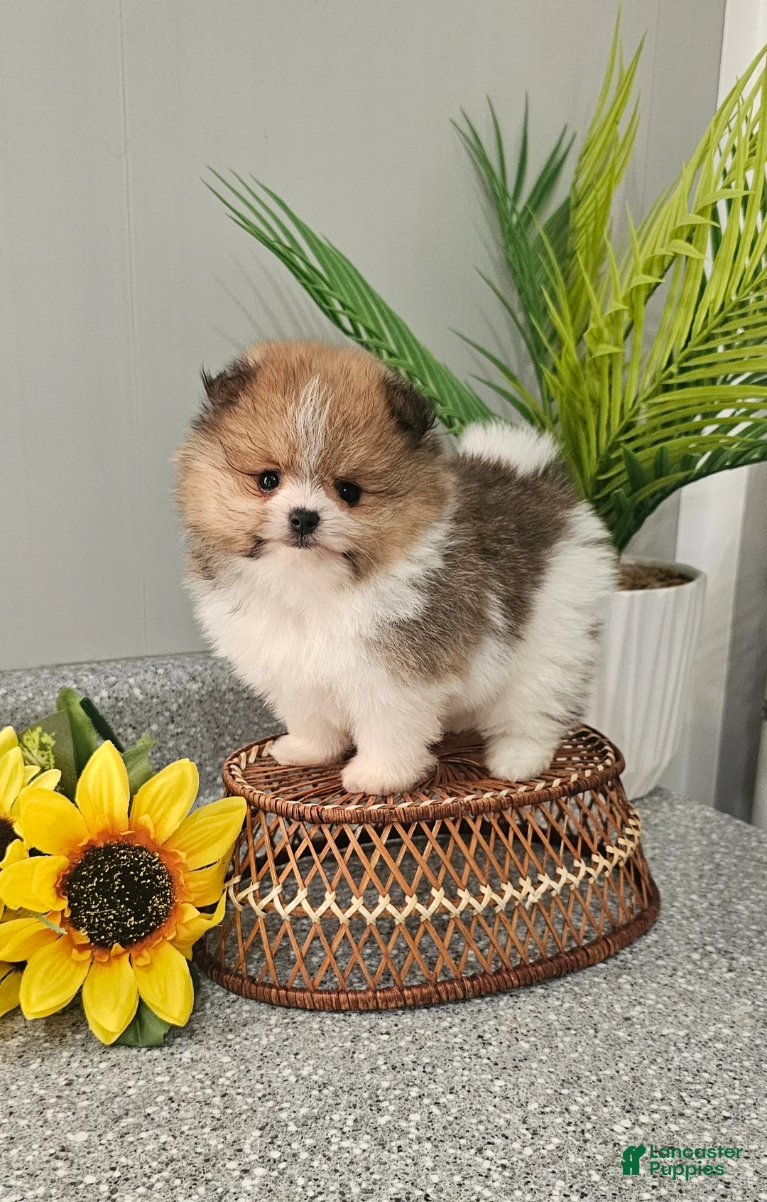 Pomeranian dogs for sale: Pomeranian Lucas  - Ad 2