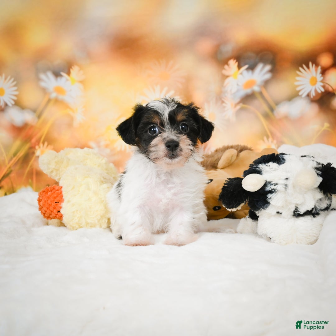 Yorkiepoo dogs for sale: Oakley - Ad 3