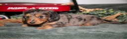 Miniature Dachshund dogs for sale: Phoebe - Ad 1
