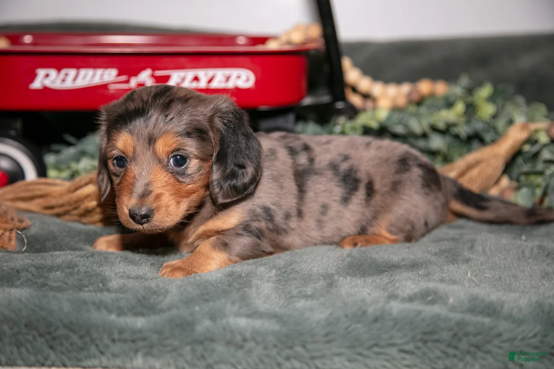 Miniature Dachshund dogs for sale: Phoebe - Ad 1