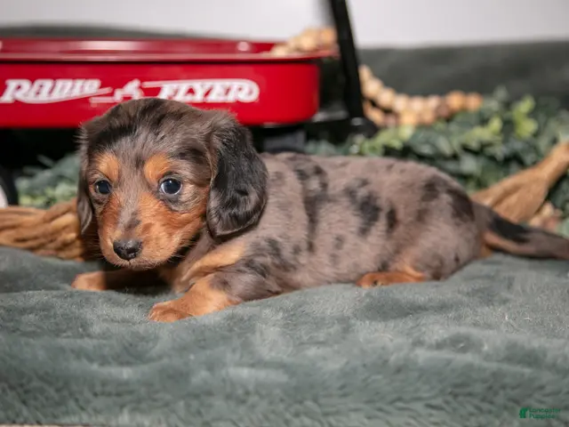 Miniature Dachshund dogs for sale: Phoebe - Ad 1