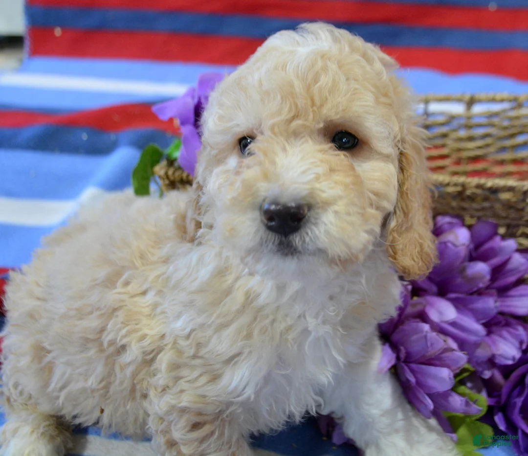Miniature Poodle dogs for sale: Miniature Poodle Puppy 4 Paris - Ad 2