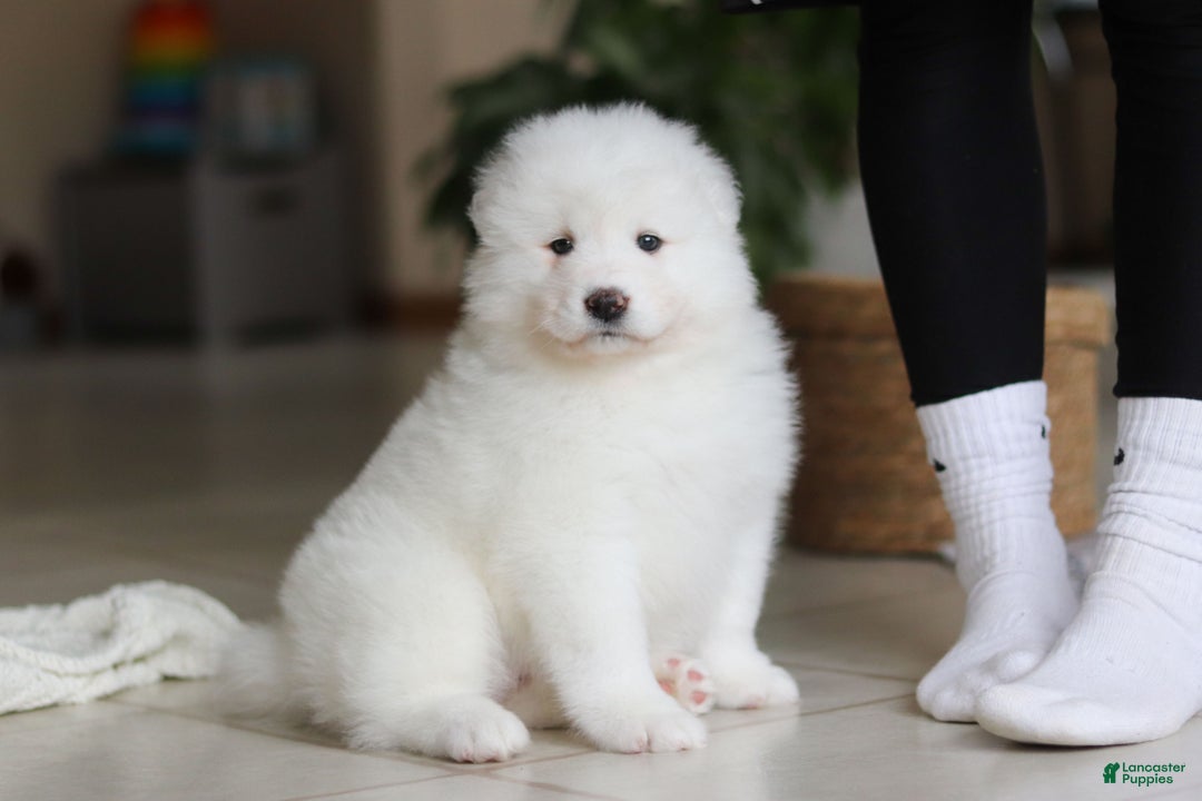 Samoyed dogs for sale: Fern - Ad 9