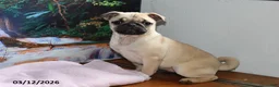 Pug dogs for sale: Valentina - Ad 3