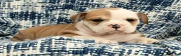 English Bulldog dogs for sale: Jenny - Ad 7