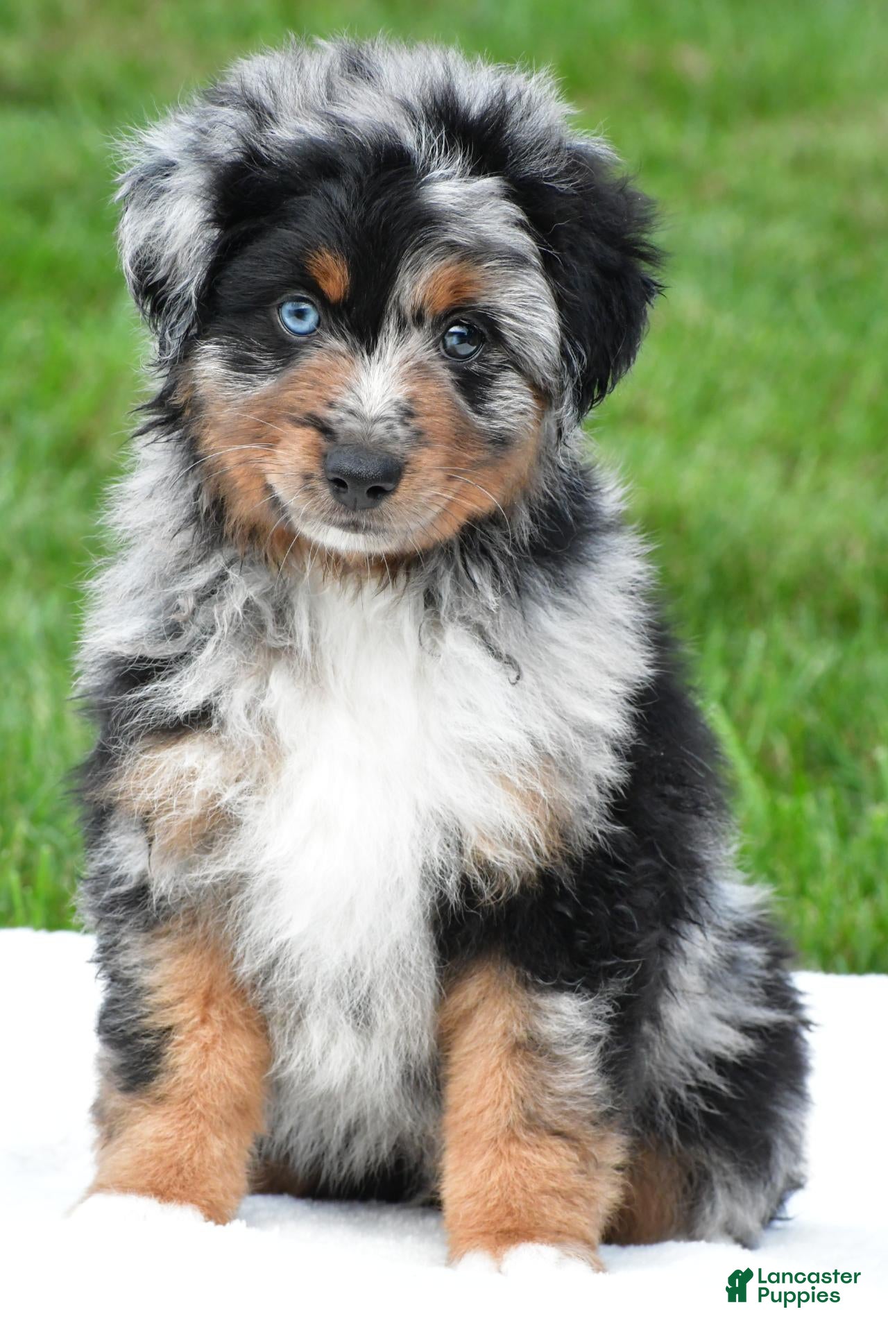 Miniature Australian Shepherd dogs Wilson - Ad 1