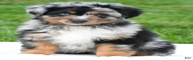 Wilson