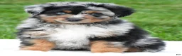 Miniature Australian Shepherd dogs for sale: Wilson - Ad 1