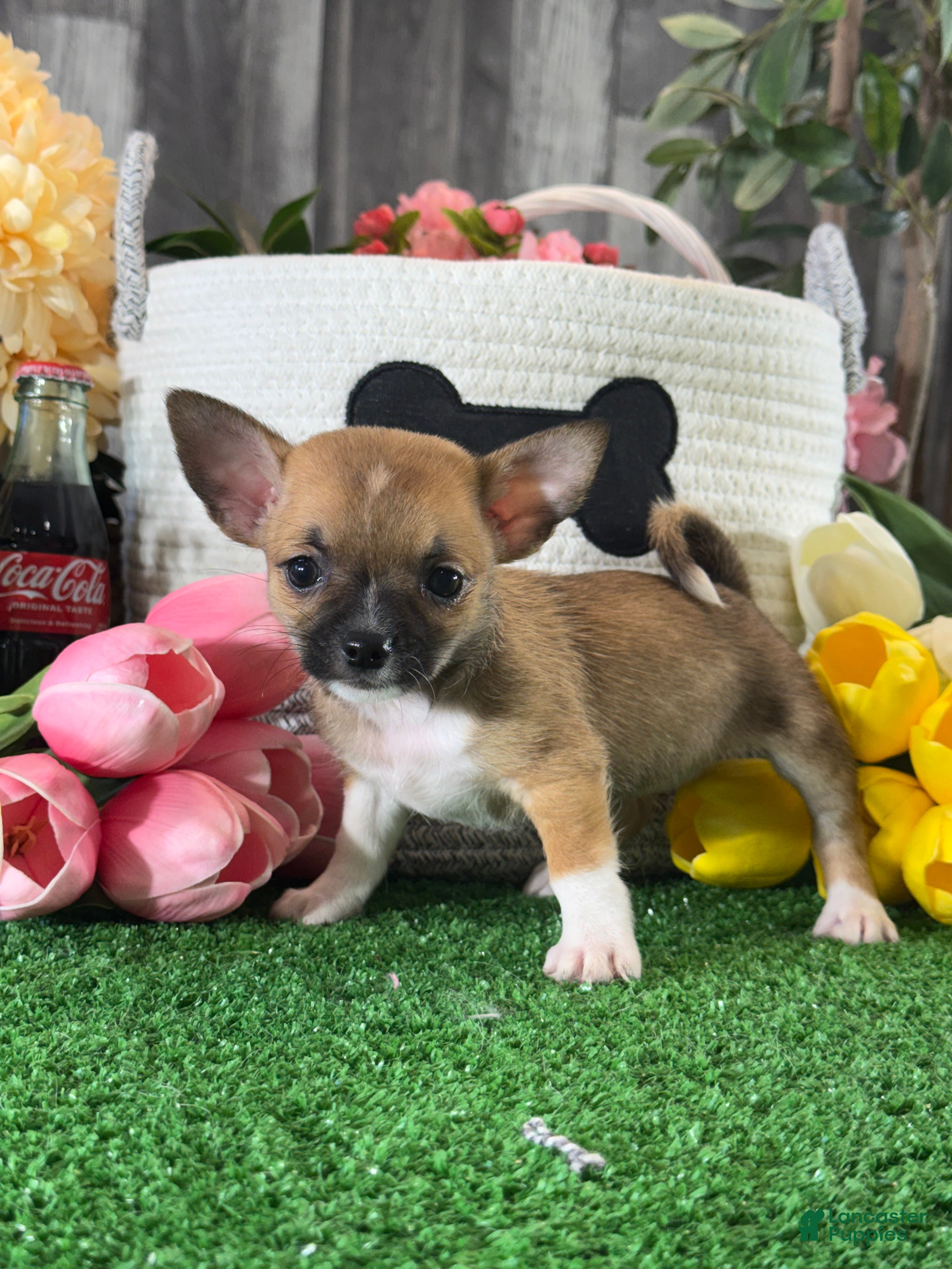 Chihuahua dogs for sale: Fern - Ad 1
