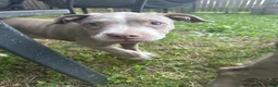 American Bully dogs for sale: American Bully 1 - Ad 8