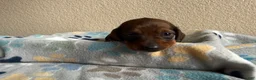 Dachshund dogs for sale: Daisy - Ad 5