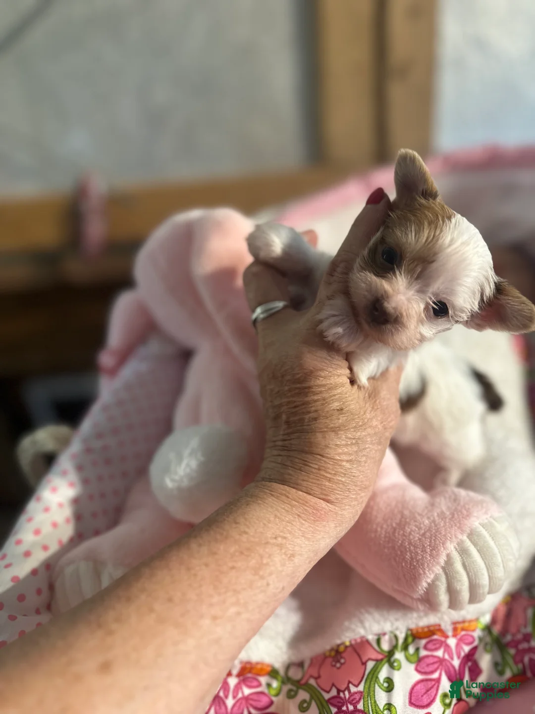 Yorkshire Terrier dogs for sale: AKC Smooches 💋  - Ad 2