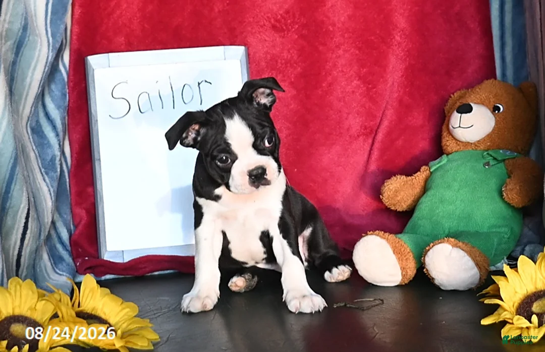 Boston Terrier dogs for sale: Sailor - Ad 1
