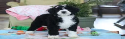 Bernedoodle dogs for sale: Daisy - Ad 4