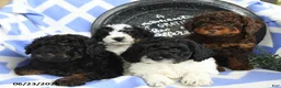 Toy Poodle dogs for sale: Hershey - Ad 5