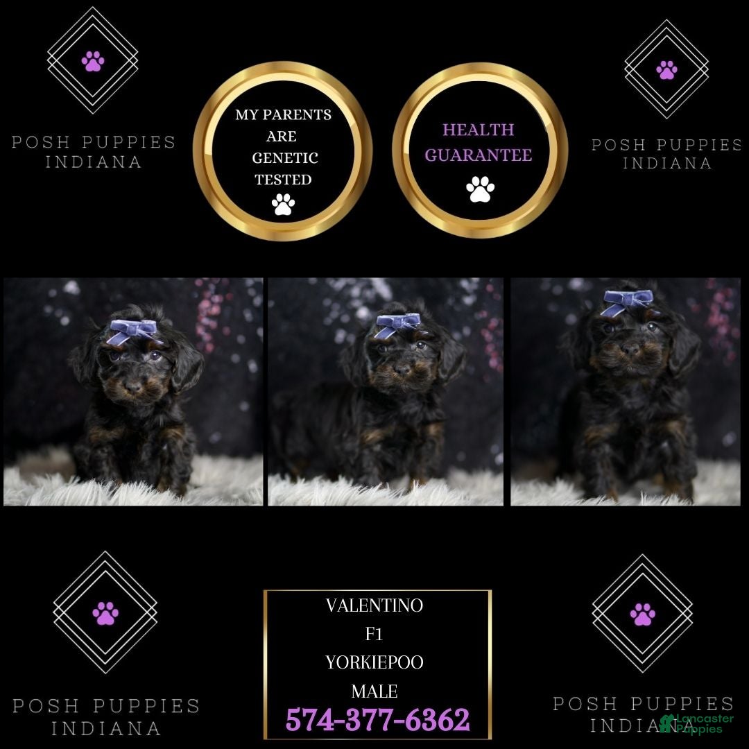 Yorkiepoo dogs for sale: Valentino - Ad 8