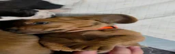 Basset Hound dogs for sale: 🩷 READY NOW orange collar  - Ad 5