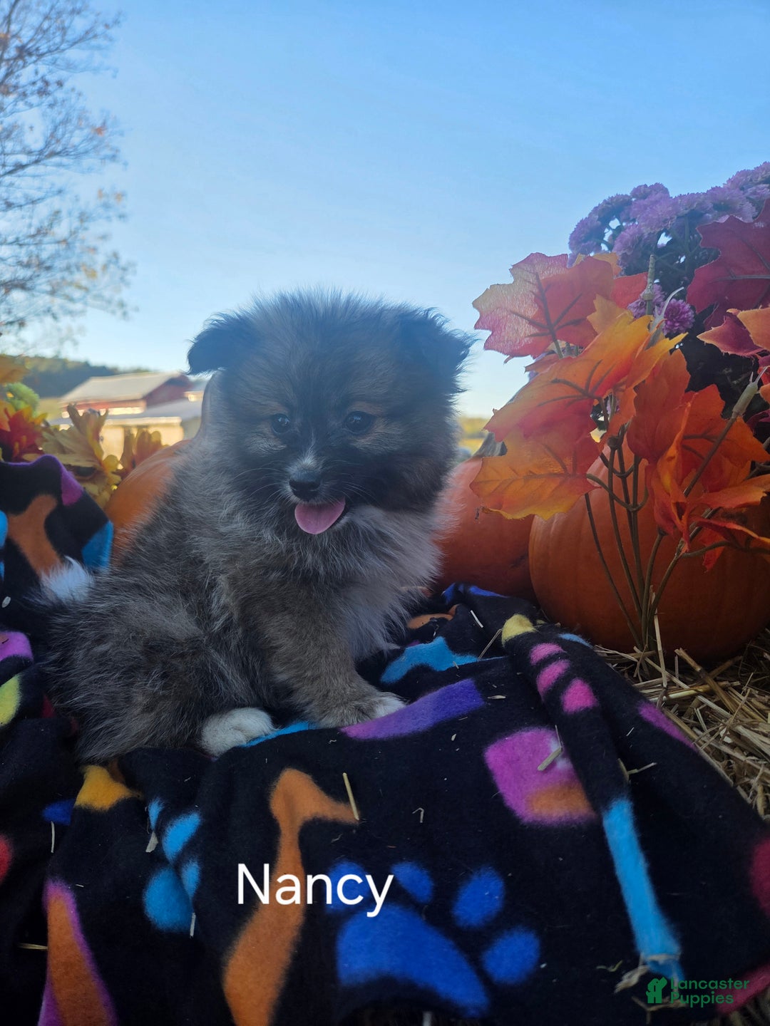 Pomeranian dogs for sale: Nancy - Ad 6