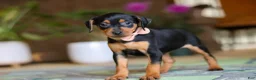 Miniature Pinscher dogs for sale: Tulip - Ad 6