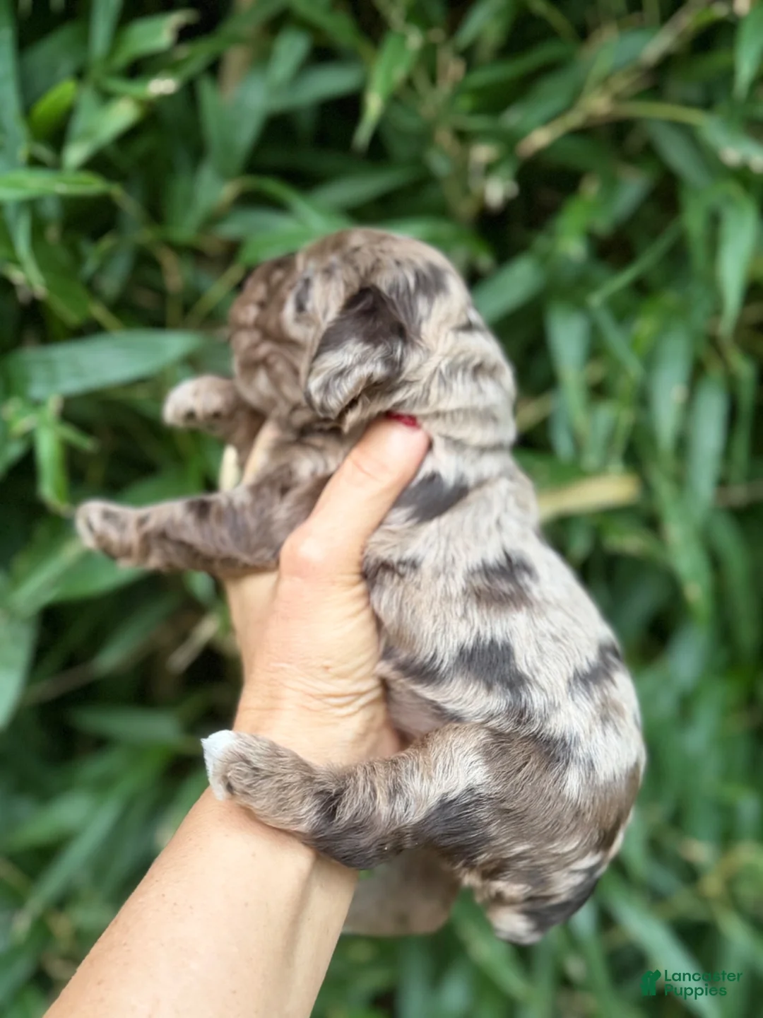 Cocker Spaniel dogs for sale: Cocker Spaniel 2 - Ad 4