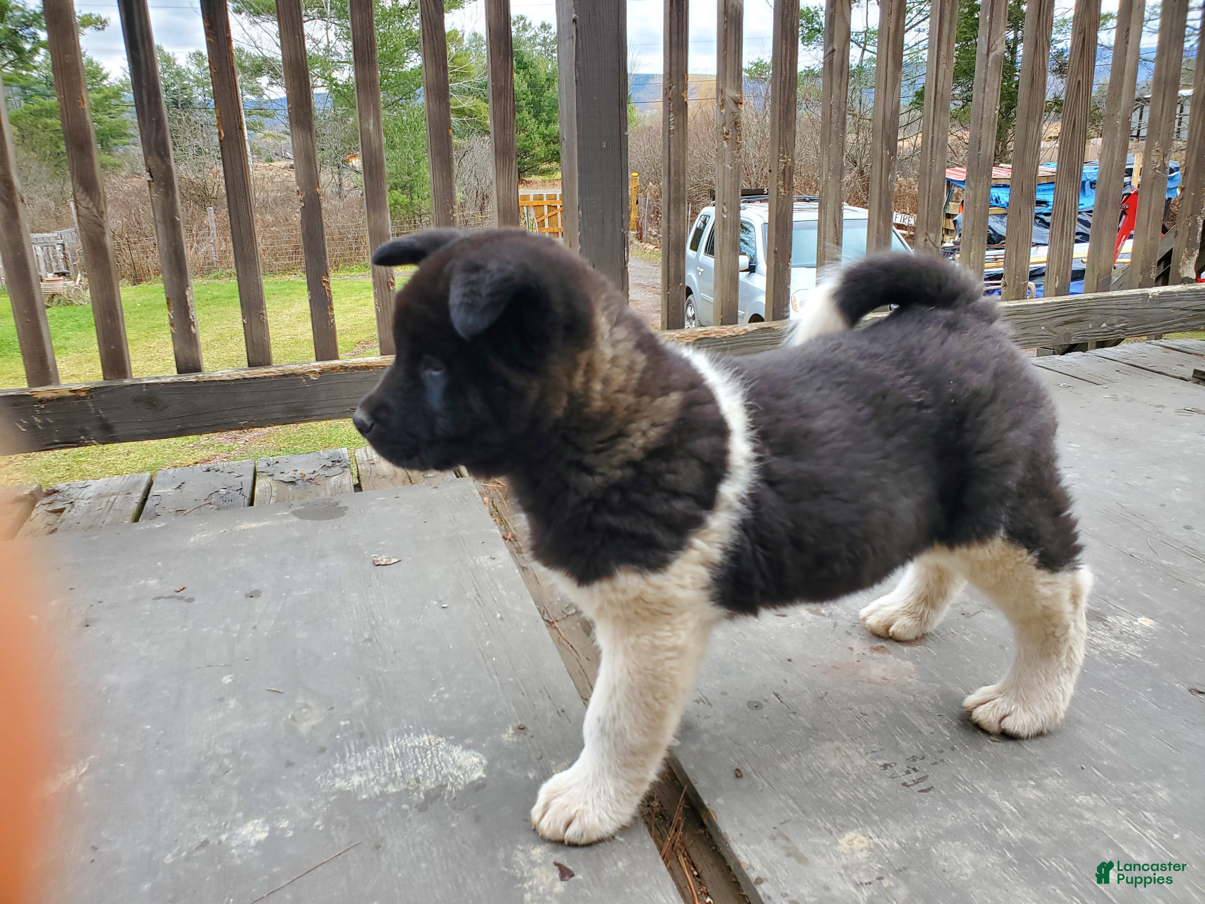 Akita dogs King - Ad 23