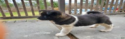 Akita dogs for sale: King - Ad 2